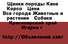 Щенки породы Кане-Корсо › Цена ­ 25 000 - Все города Животные и растения » Собаки   . Красноярский край,Игарка г.